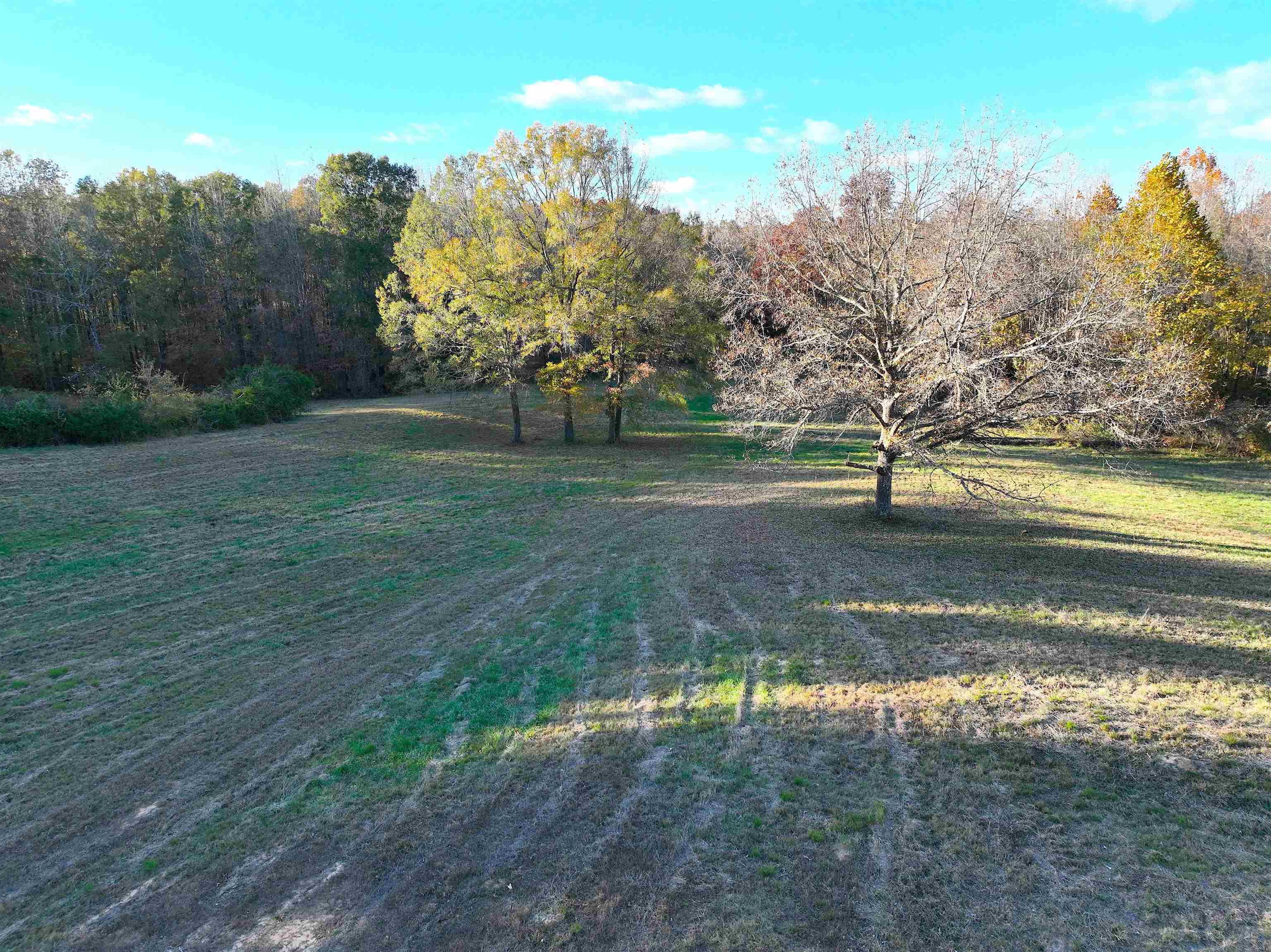 2255 Cr 105 Road Walnut, MS 38683 - Photo 15 of 31 a view of a yard with large trees