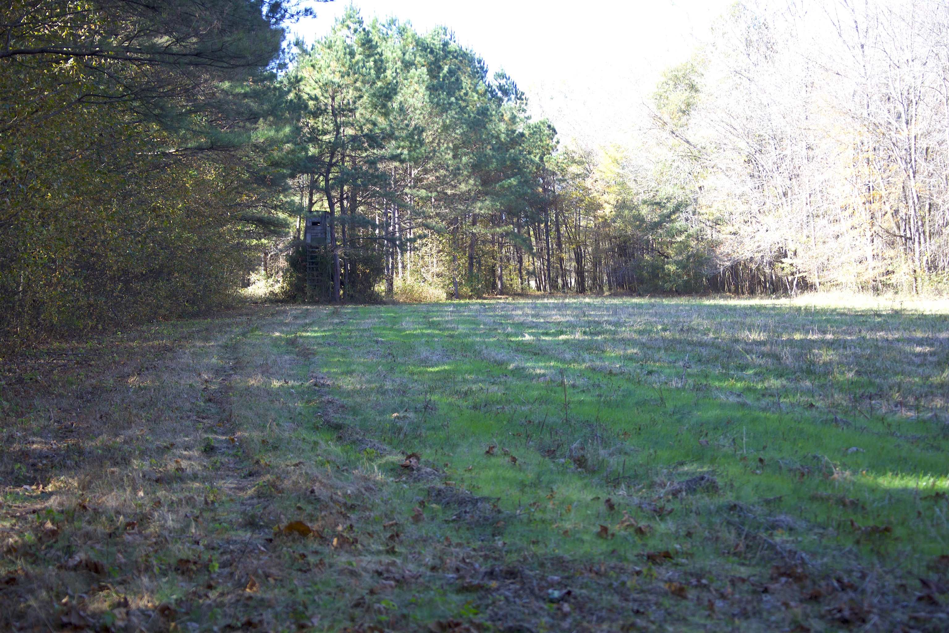 2255 Cr 105 Road Walnut, MS 38683 - Photo 17 of 31 a view of outdoor space with trees all around