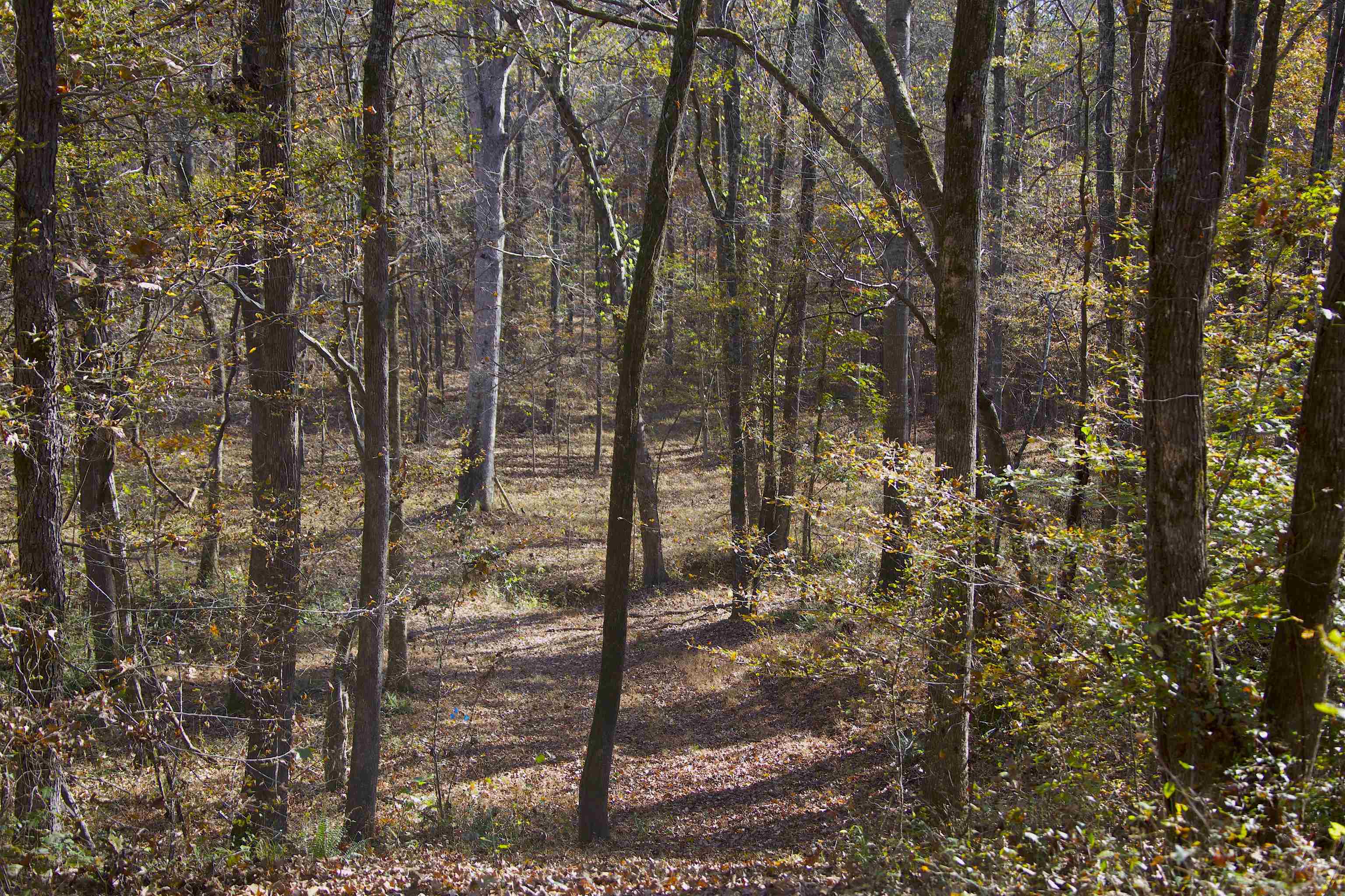 2255 Cr 105 Road Walnut, MS 38683 - Photo 20 of 31 a view of a forest filled with trees