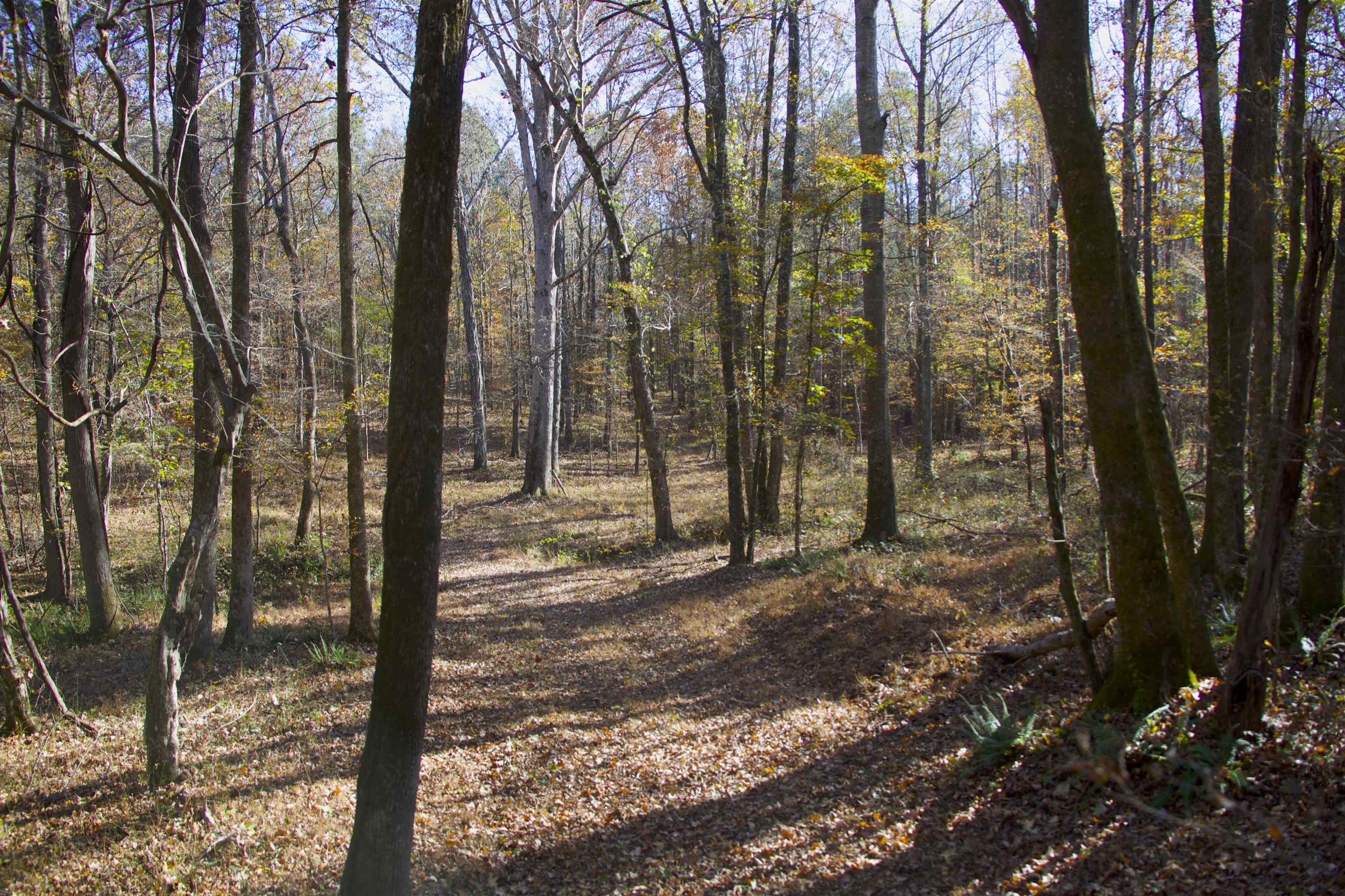2255 Cr 105 Road Walnut, MS 38683 - Photo 21 of 31 a view of a forest filled with trees