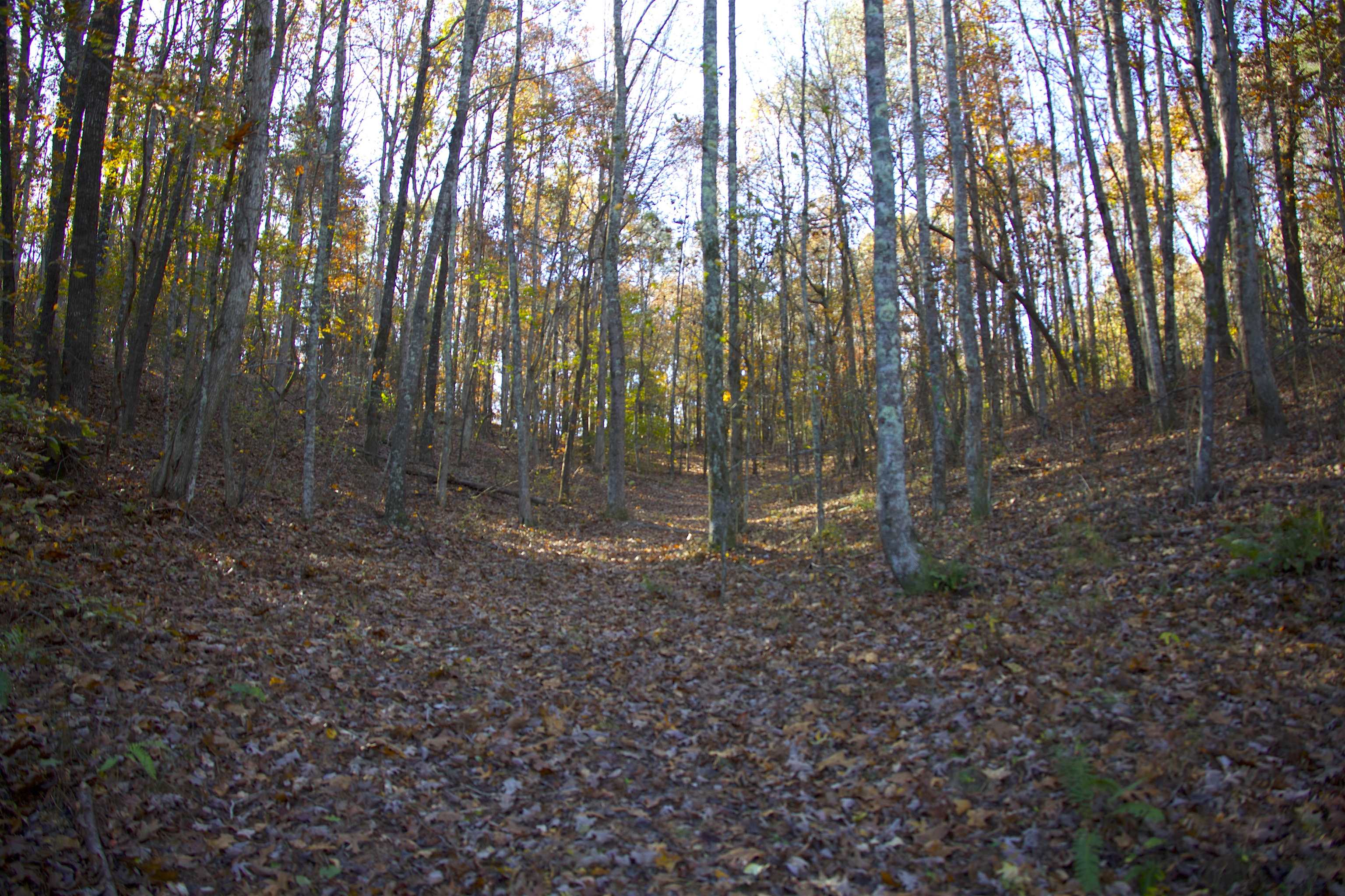 2255 Cr 105 Road Walnut, MS 38683 - Photo 22 of 31 a view of outdoor space and tree