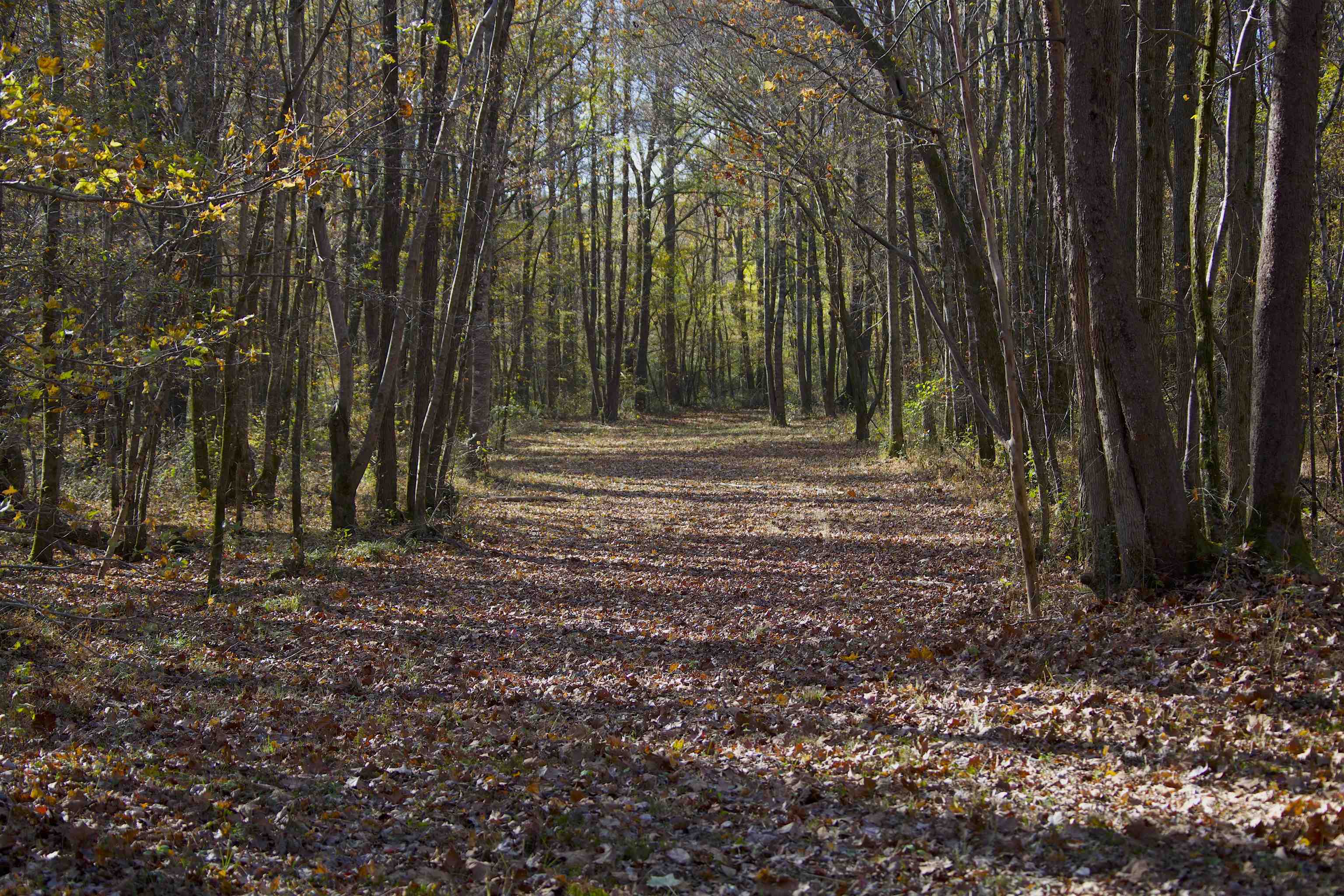 2255 Cr 105 Road Walnut, MS 38683 - Photo 23 of 31 a view of outdoor space with trees