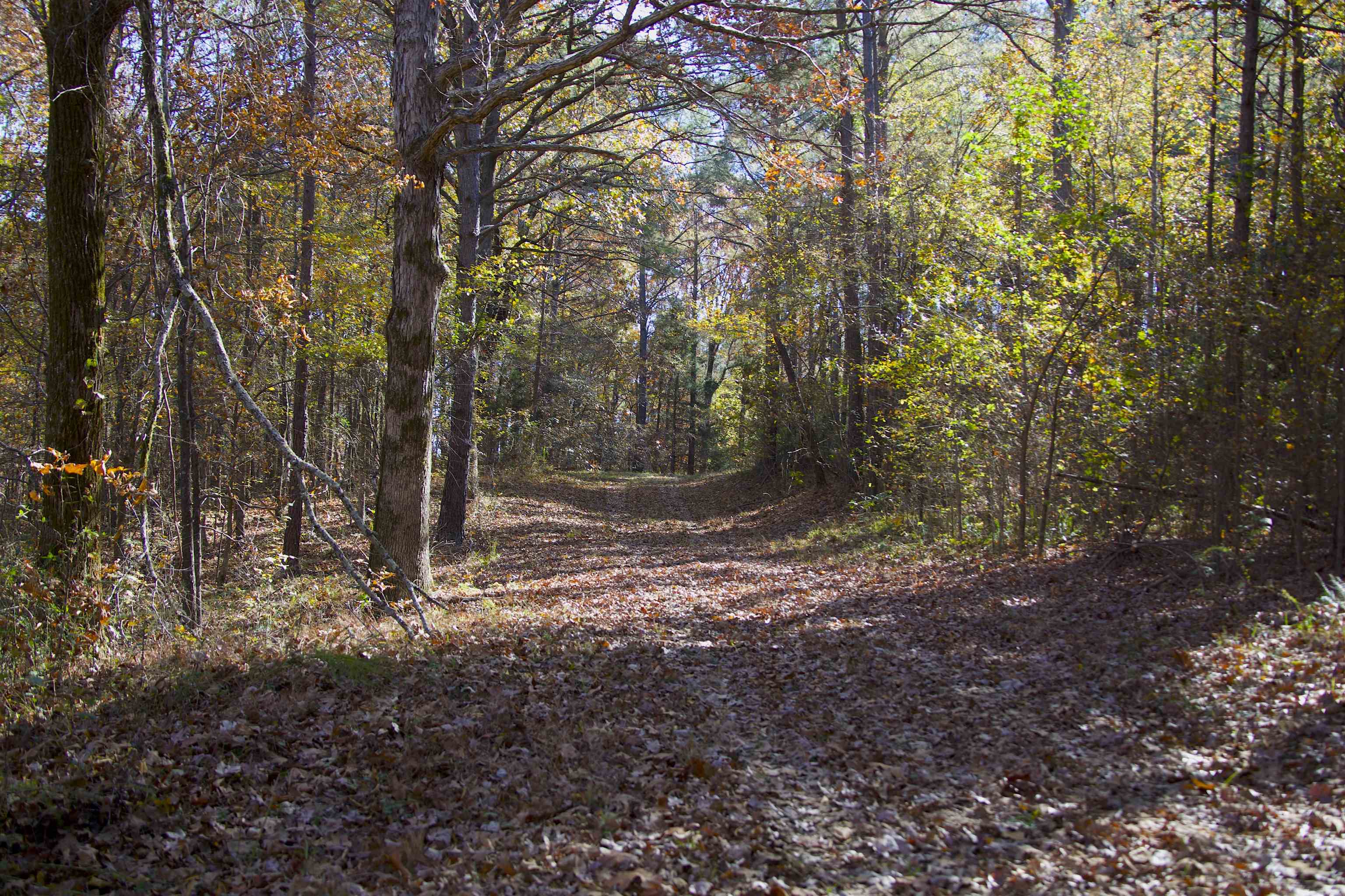 2255 Cr 105 Road Walnut, MS 38683 - Photo 24 of 31 a view of a forest with lots of trees