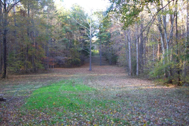 a view of a forest with trees in the background