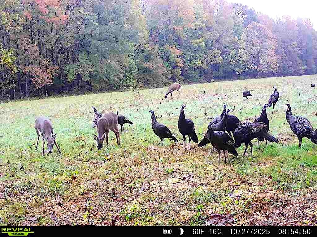 2255 Cr 105 Road Walnut, MS 38683 - Photo 26 of 31 a view of an outdoor space and seating