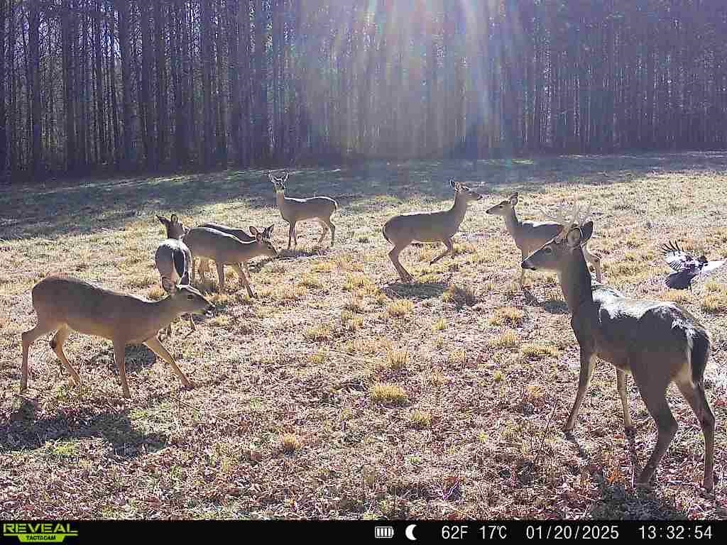 2255 Cr 105 Road Walnut, MS 38683 - Photo 28 of 31 a view of a backyard with water fountain