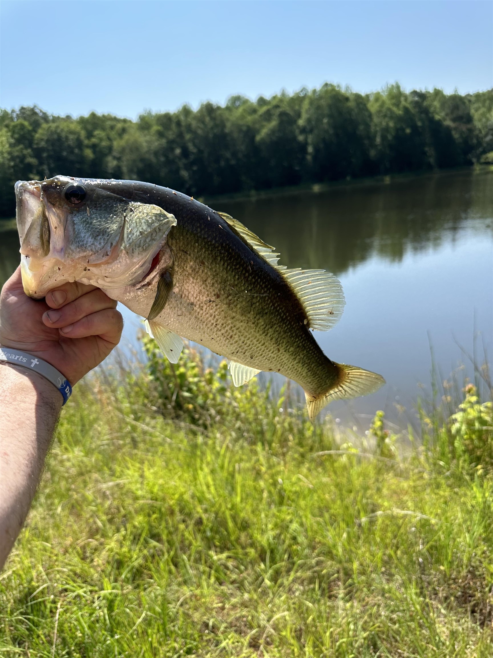 2255 Cr 105 Road Walnut, MS 38683 - Photo 29 of 31 a view of a lake in a forest