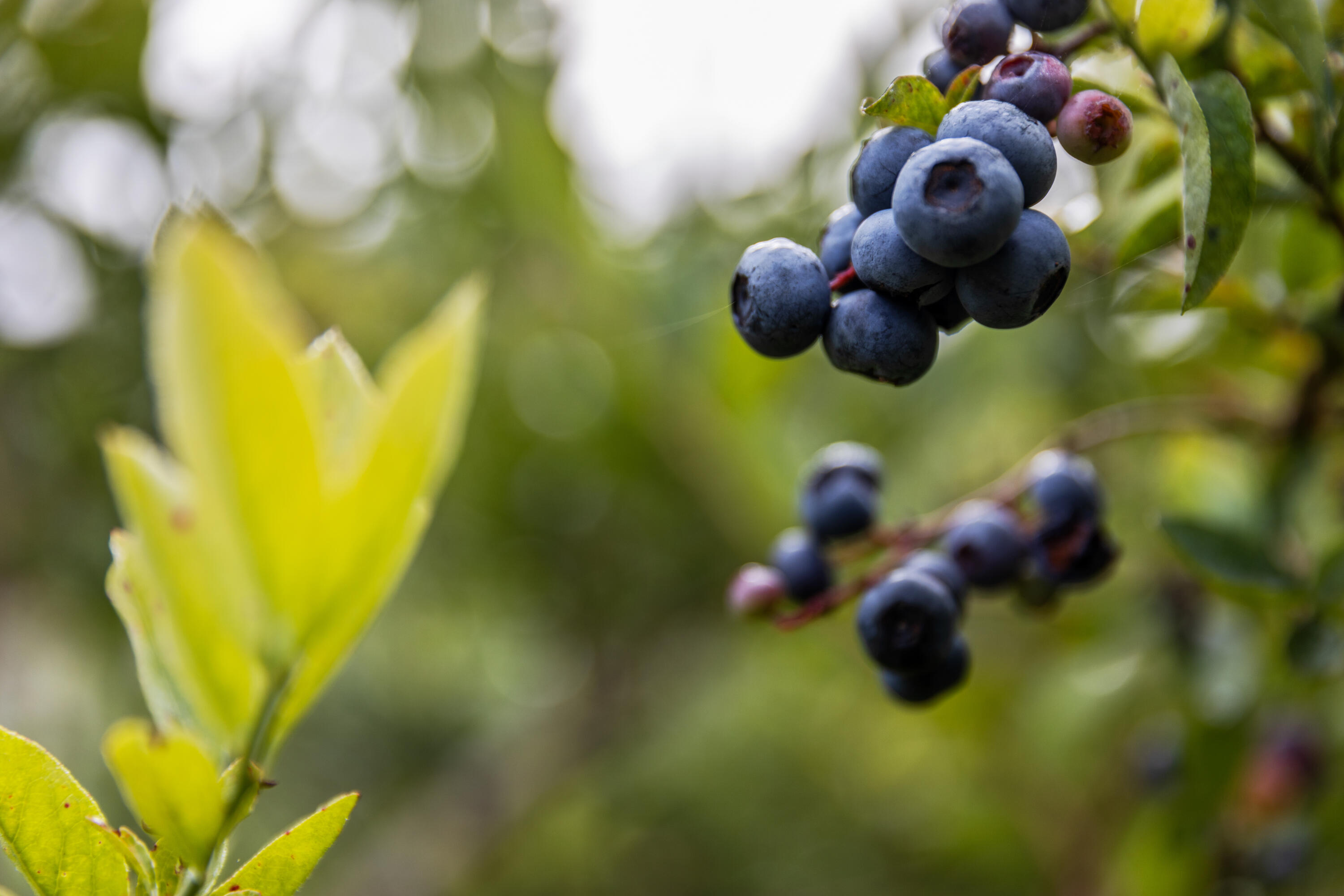 49 Hart Of Pine Road Dunlap, TN 37327 - Photo 7 of 126 BLUEBERRIES IN ABUNDANCE