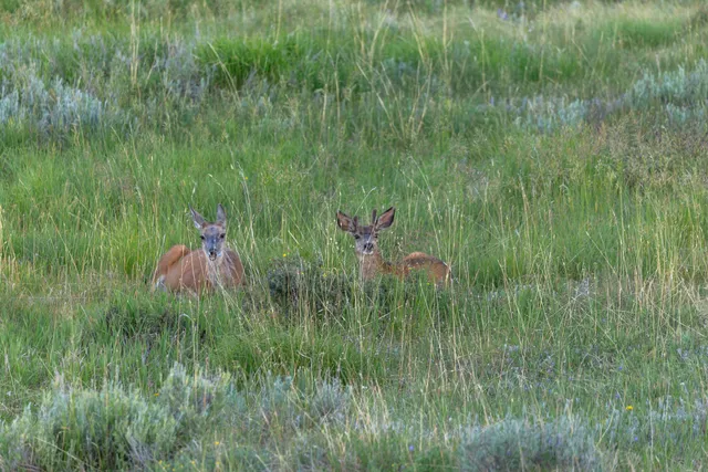 $3,500,000 | 4234 Brown Ranch Road, Ridgway, CO 81432