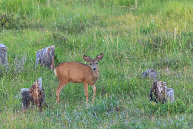 $3,500,000 | 4234 Brown Ranch Road, Ridgway, CO 81432