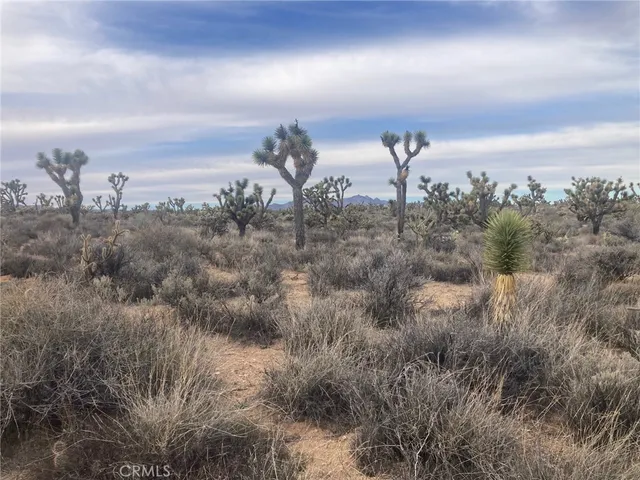 a view of a bunch of green space