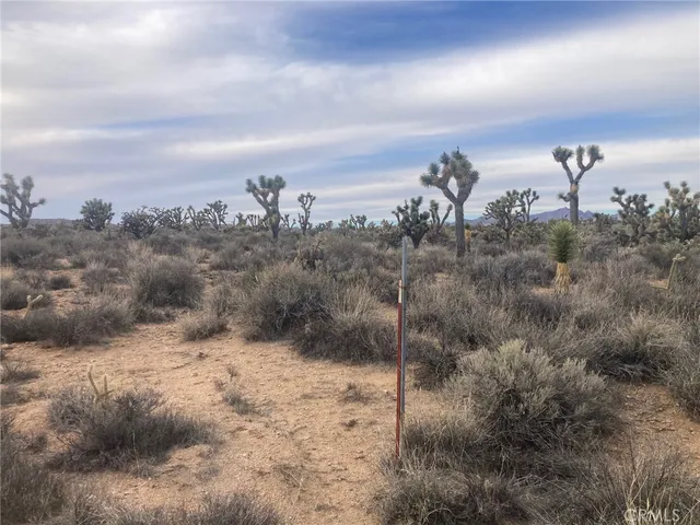 a view of a dry yard with trees