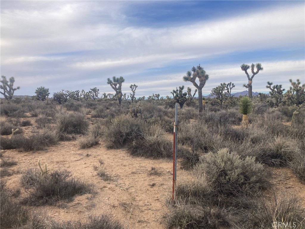 0 Cedar Canyon Road Essex, CA 92332 - Photo 3 of 6 a view of a dry yard with trees
