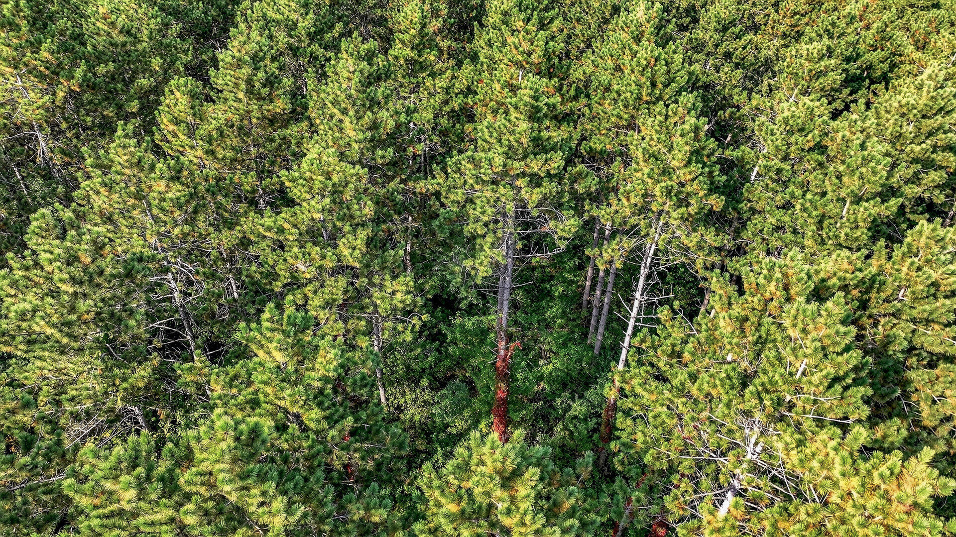 W15971 Cedar Road Springfield, WI 54659 - Photo 36 of 41 039_013_dji_0633_107