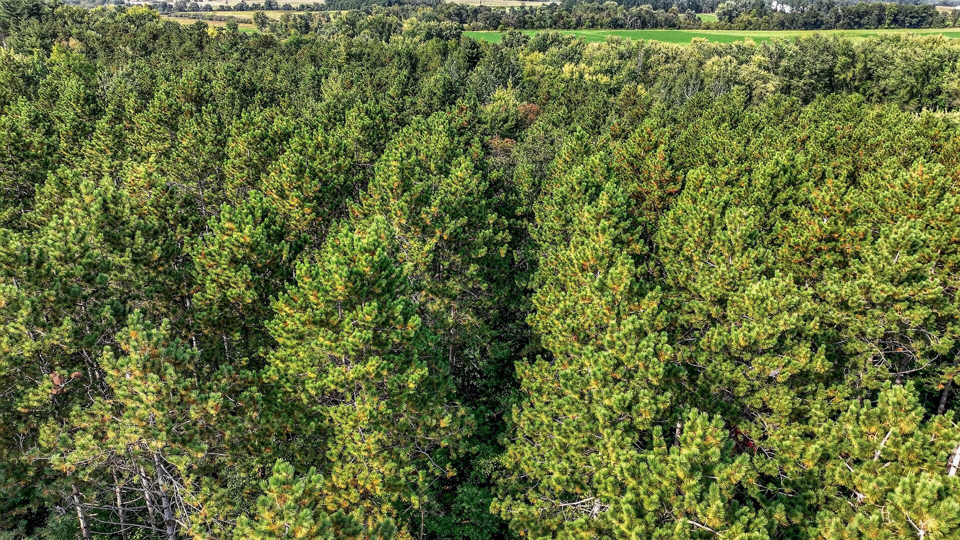 W15971 Cedar Road Springfield, WI 54659 - Photo 37 of 41 040_014_dji_0636_468