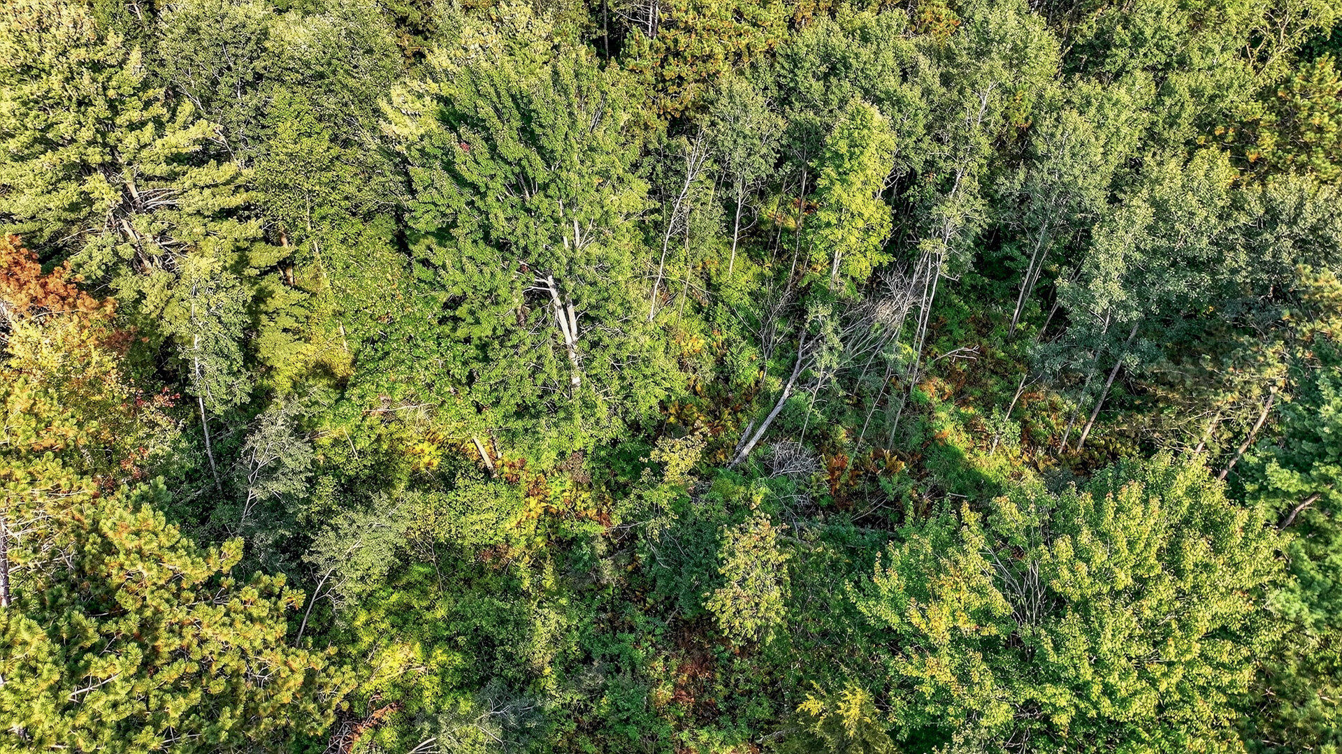 W15971 Cedar Road Springfield, WI 54659 - Photo 39 of 41 042_016_dji_0647_49