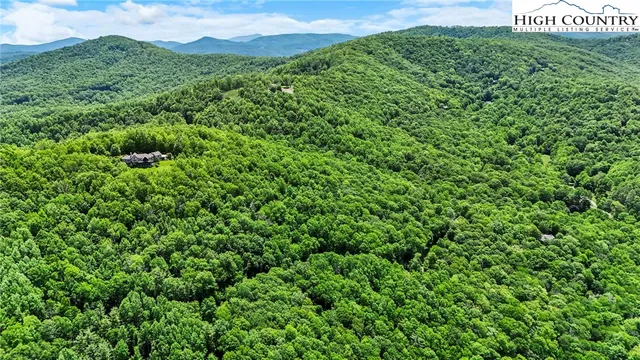 a view of a lush green forest with a mountain in the background