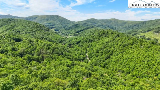 a view of a lush green forest with trees and grass