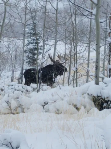 $987,000 | 0 Parsons Draw Road, Cowdrey, CO 80434