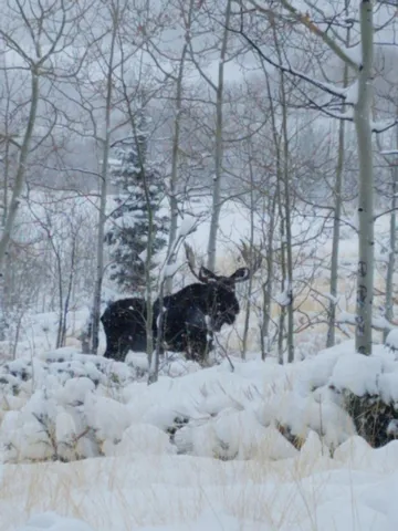 $987,000 | 0 Parsons Draw Road, Cowdrey, CO 80434