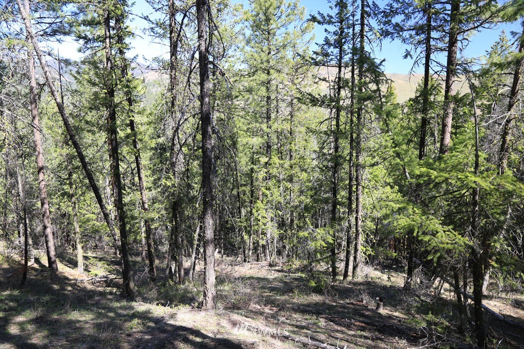27 Sky Ranch Road Twisp, WA 98856 - Photo 16 of 35 Gallery Image 16