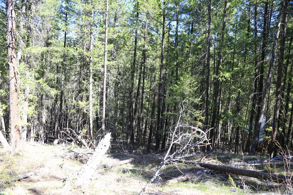 27 Sky Ranch Road Twisp, WA 98856 - Photo 22 of 35 Gallery Image 22