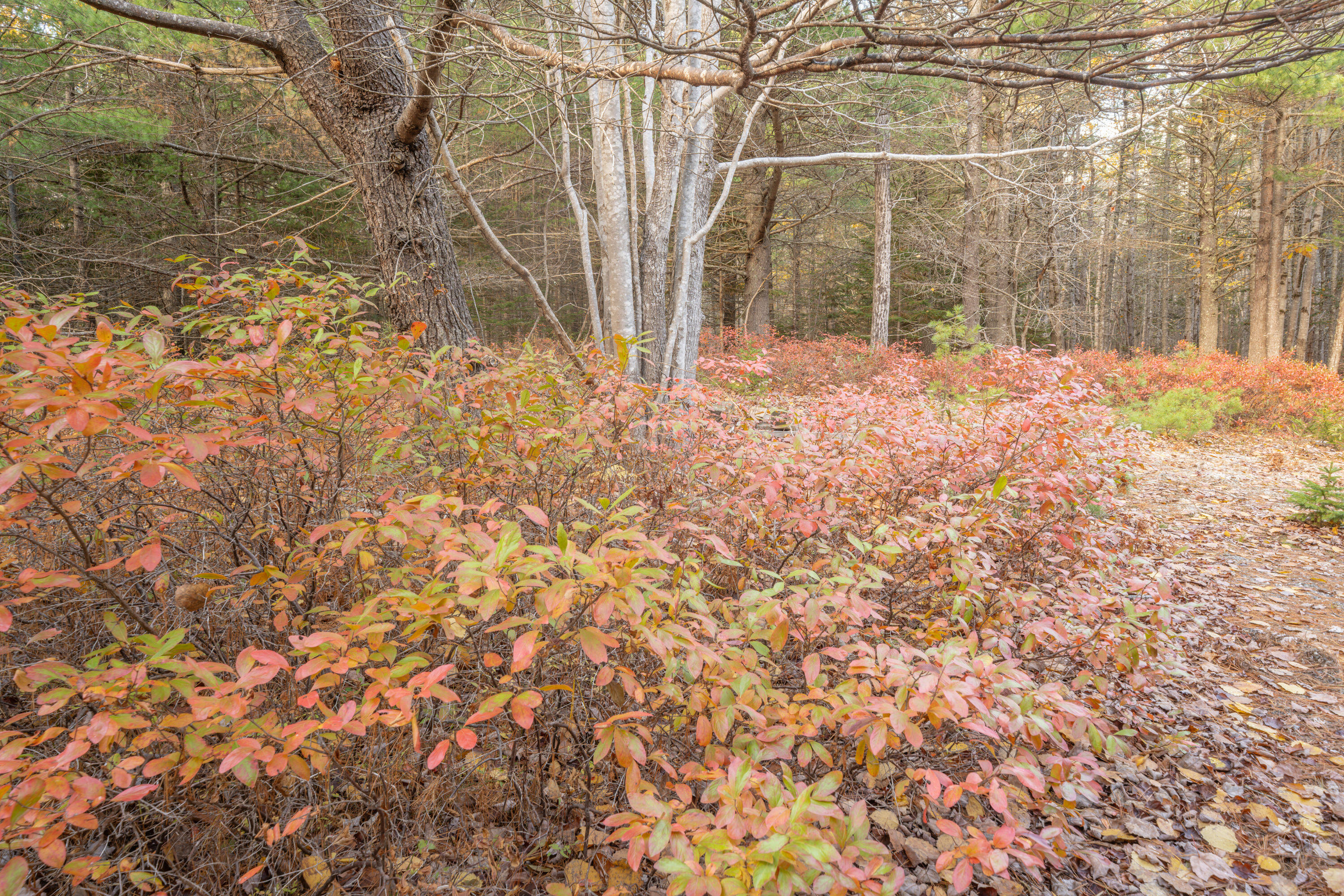 12 Hall Quarry Road Mount Desert, ME 04660 - Photo 25 of 48 Wild blueberry woodlands