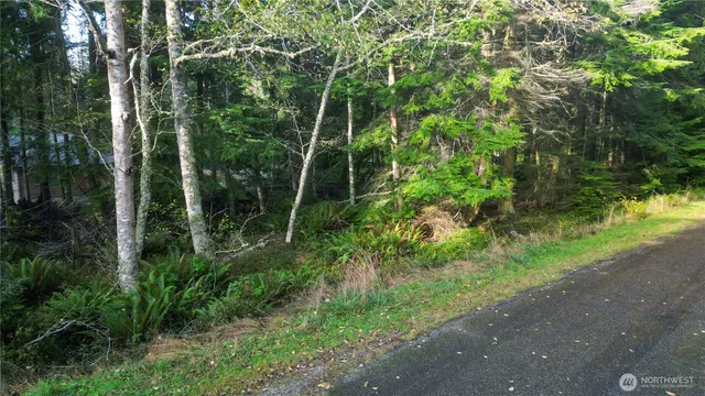 a view of a forest with trees