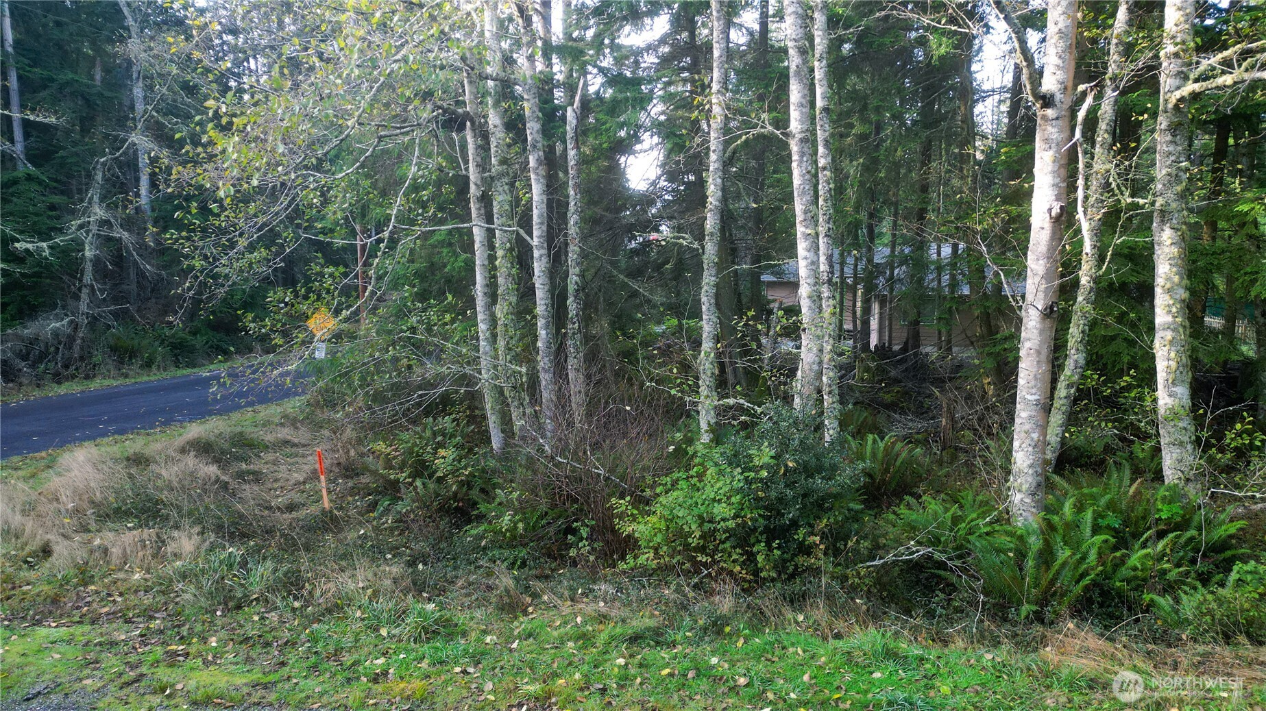 3078 Spahr Road Greenbank, WA 98253 - Photo 8 of 9 a view of a forest with trees