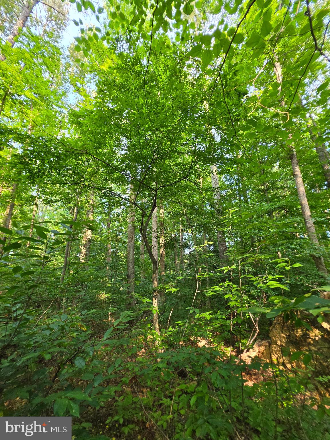 Old Ridge Road Montpelier, VA 23192 - Photo 11 of 17