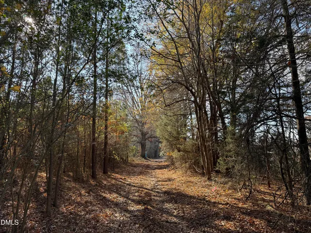 a view of a forest with trees in the background