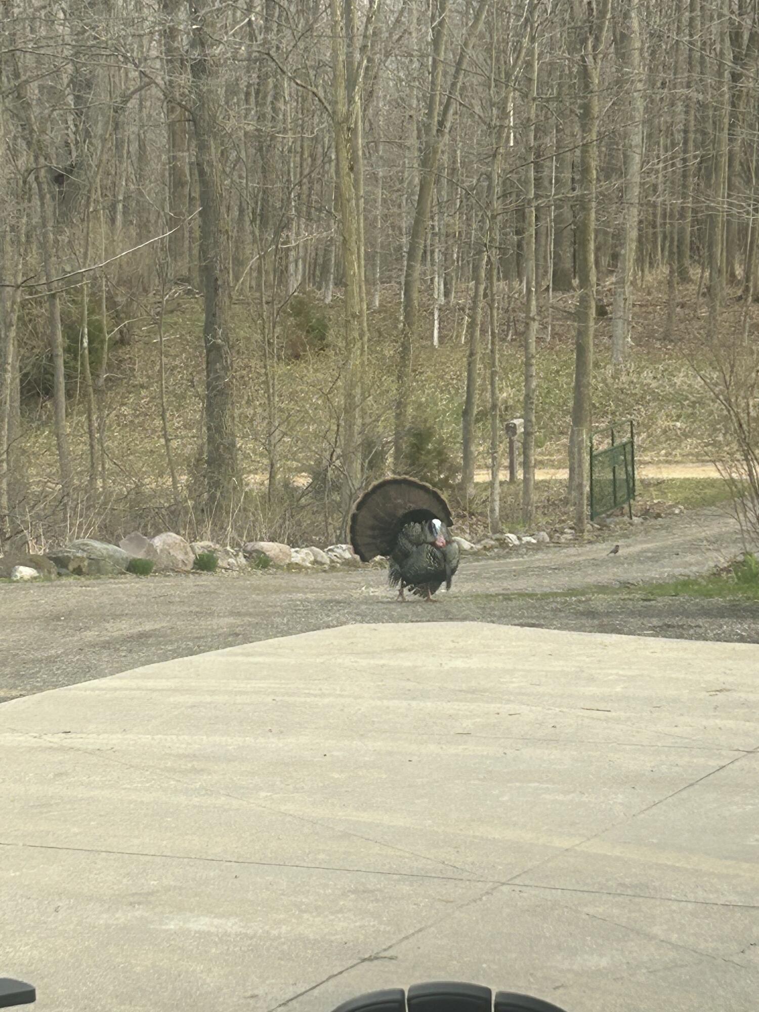 6130 Greggs Crossing Road Nashville, MI 49073 - Photo 42 of 49 Fowl Weather Friends