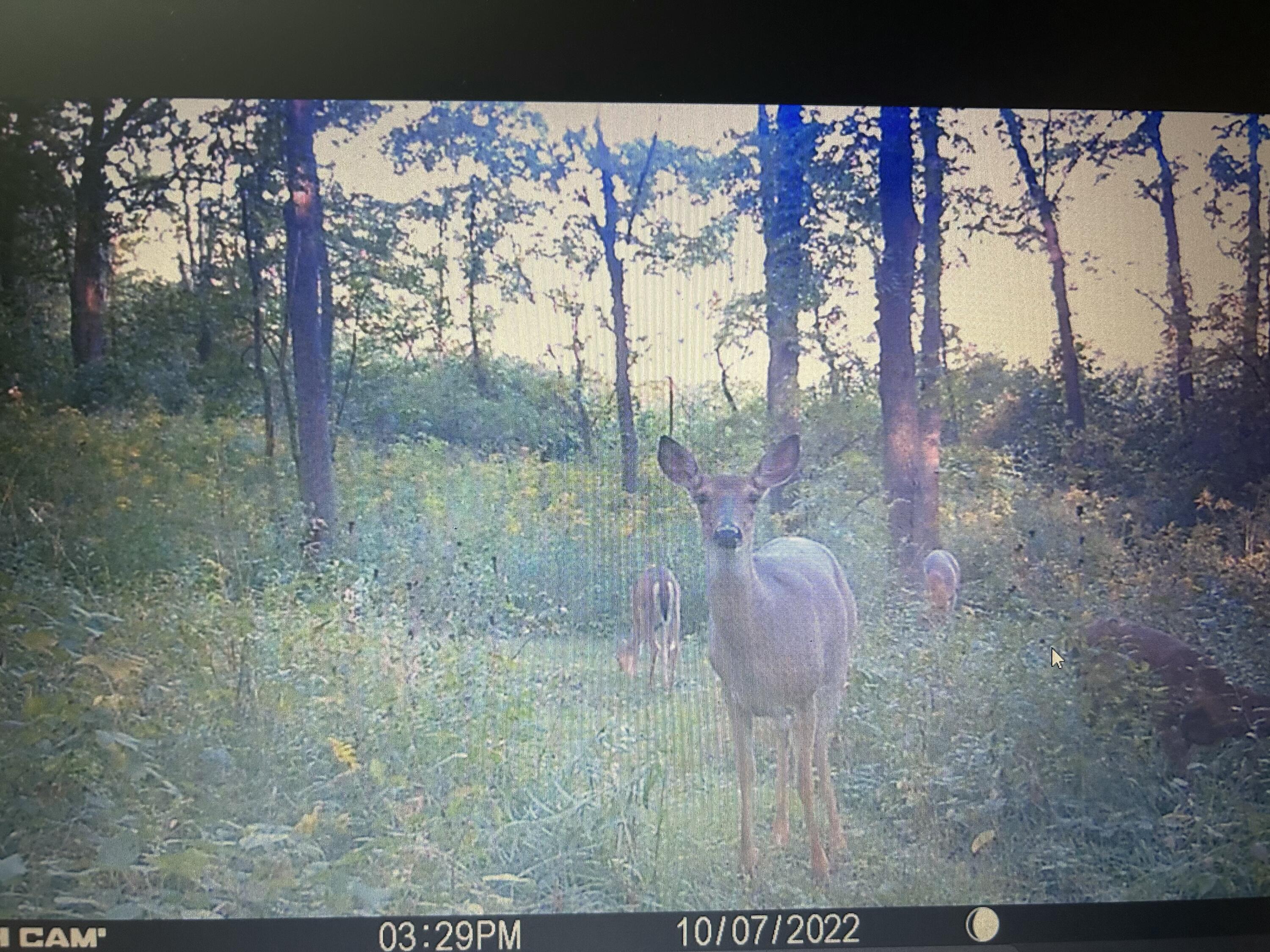 6130 Greggs Crossing Road Nashville, MI 49073 - Photo 43 of 49 Hunting Cam photo of deer on property