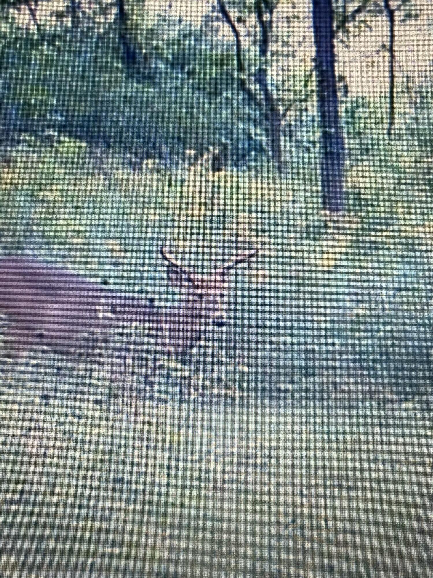 6130 Greggs Crossing Road Nashville, MI 49073 - Photo 44 of 49 Buck from the enclosed 3 seasons room