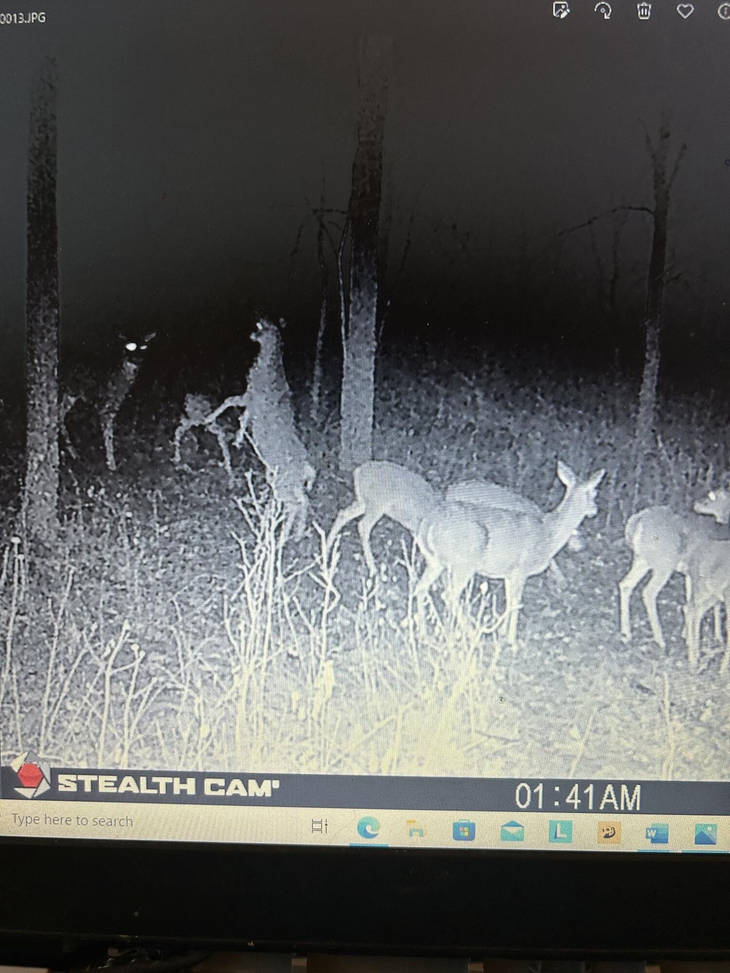 6130 Greggs Crossing Road Nashville, MI 49073 - Photo 45 of 49 Cam Ftg of Herd