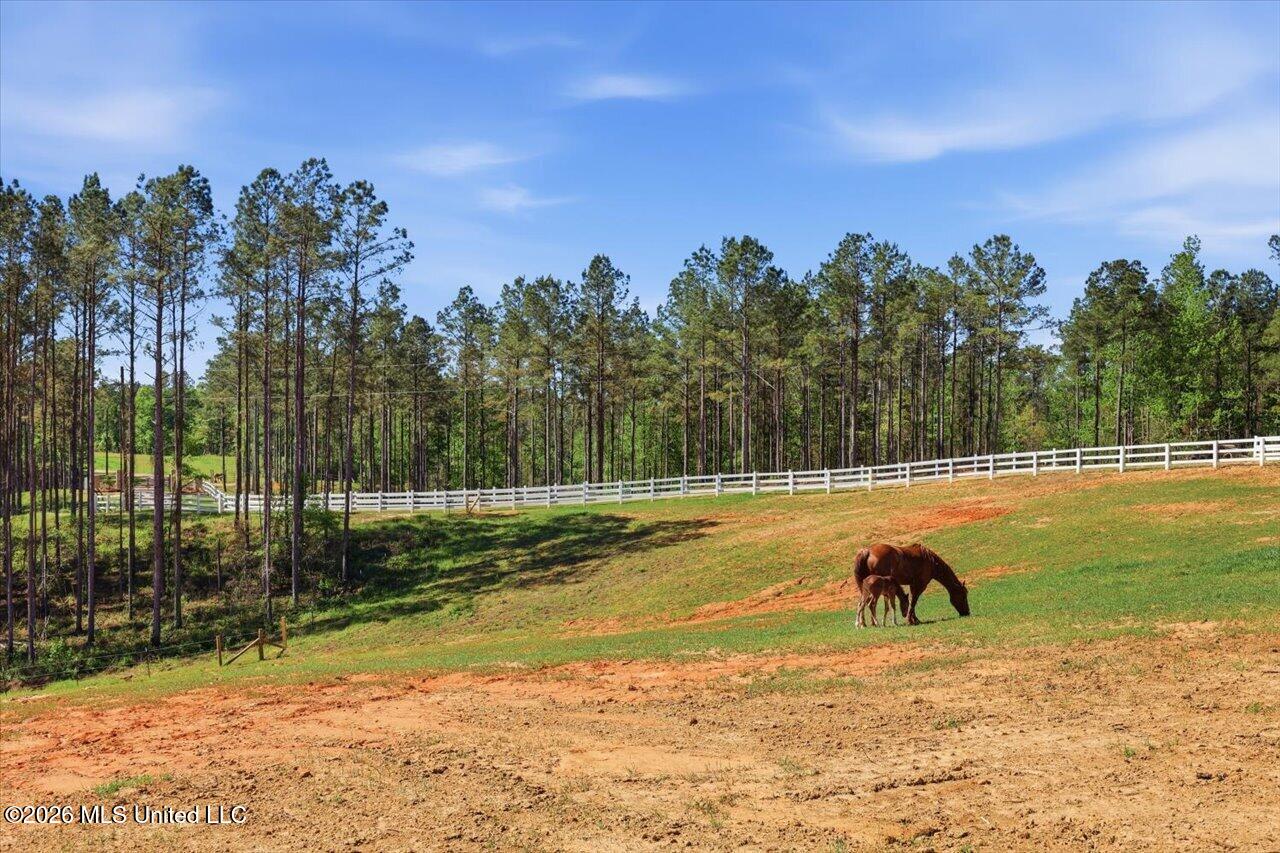 333 Beaverdam Road Camden, MS 39045 - Photo 6 of 93 06-333 Beaverdam Rd _ Home Tours MS