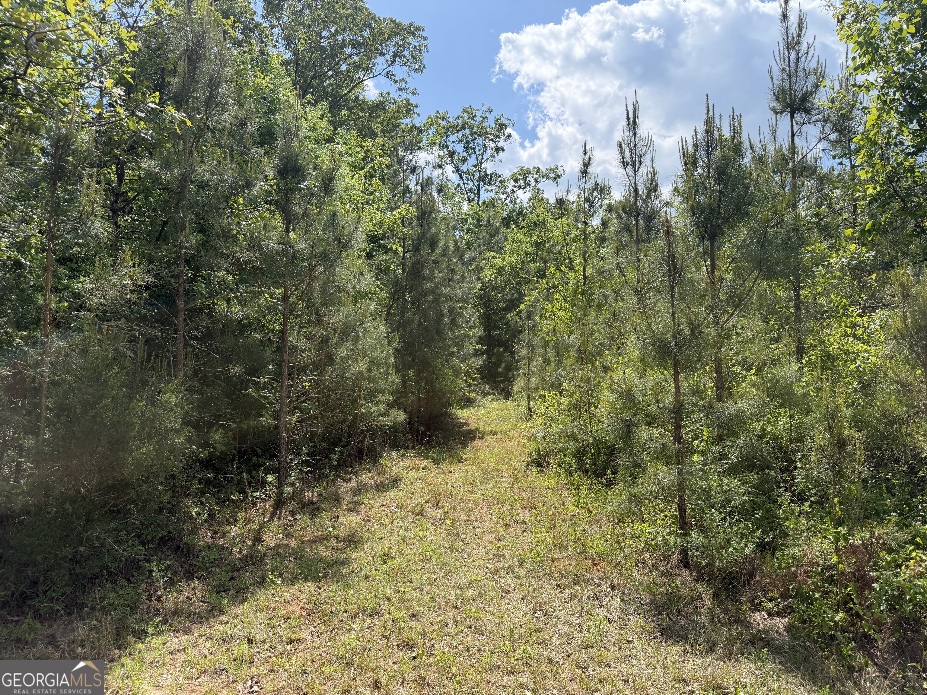 14 George Milling Road Cuthbert, GA 39840 - Photo 11 of 12 a view of a yard with trees in the background