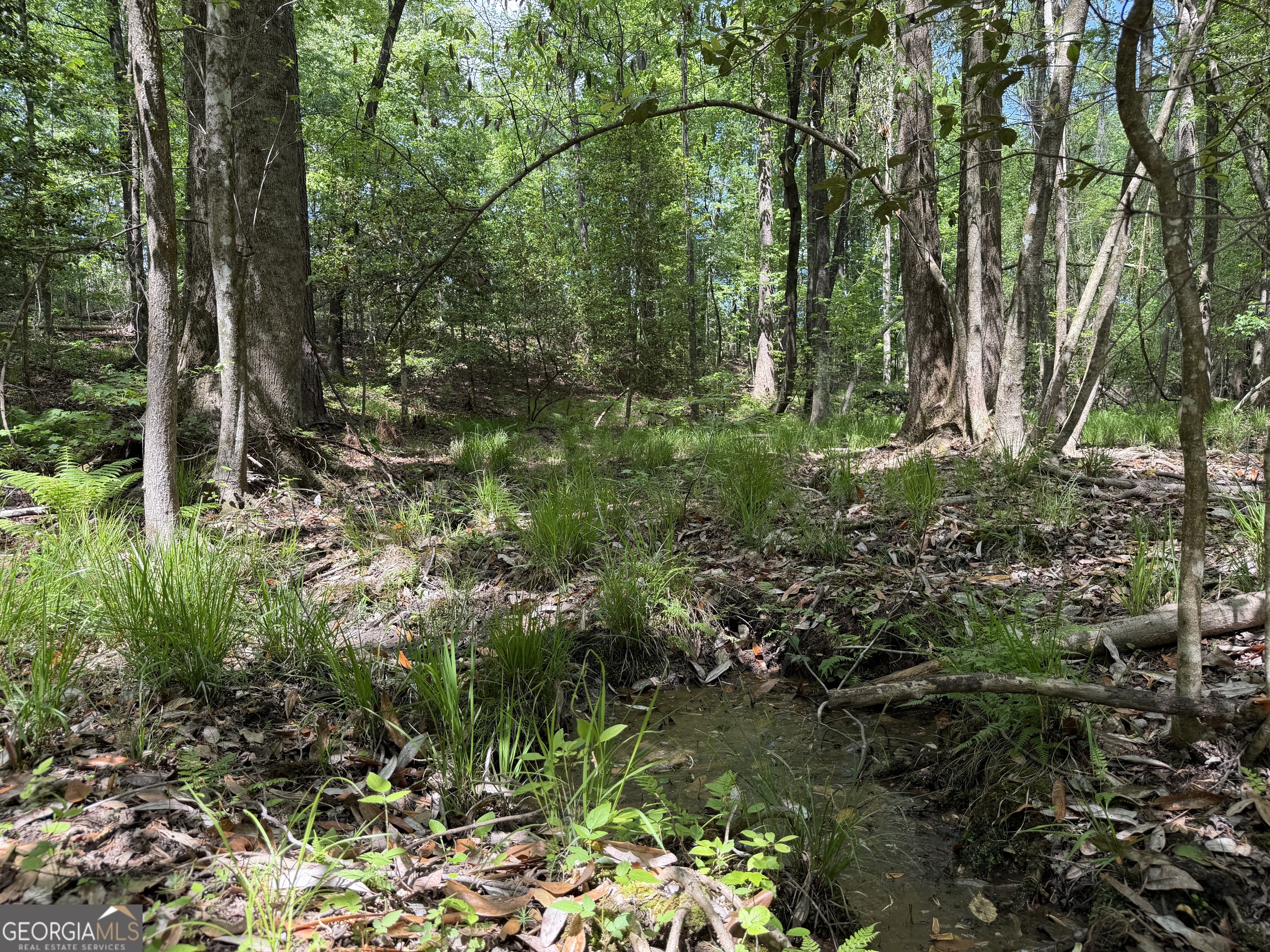14 George Milling Road Cuthbert, GA 39840 - Photo 5 of 12 a view of forest