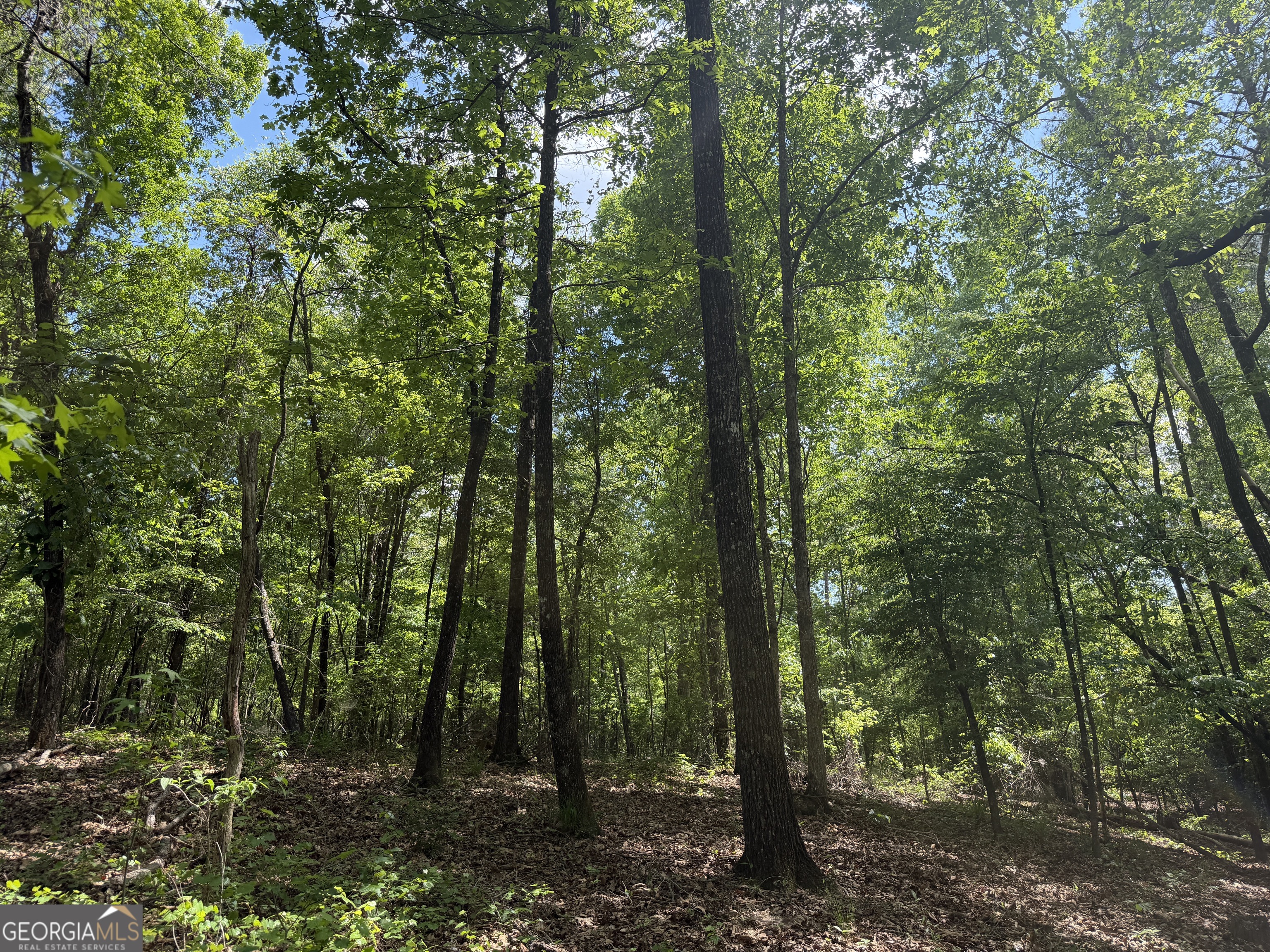 14 George Milling Road Cuthbert, GA 39840 - Photo 7 of 12 a view of a forest
