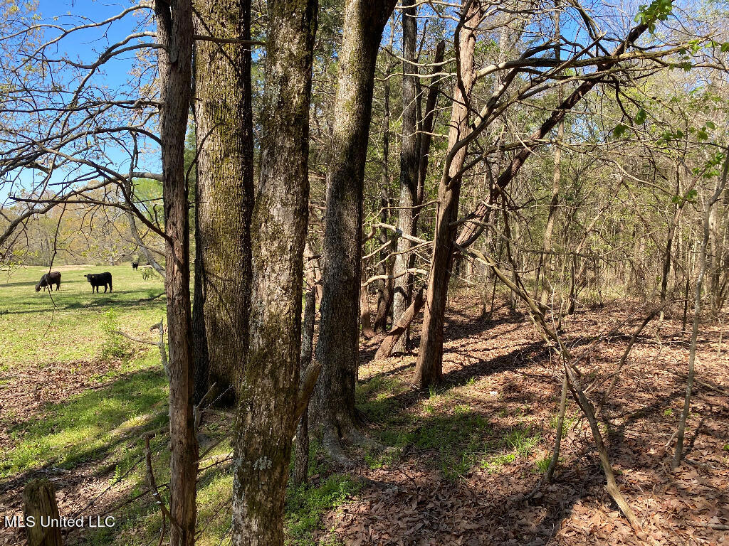 710 Rowell Road Coldwater, MS 38618 - Photo 5 of 18 04