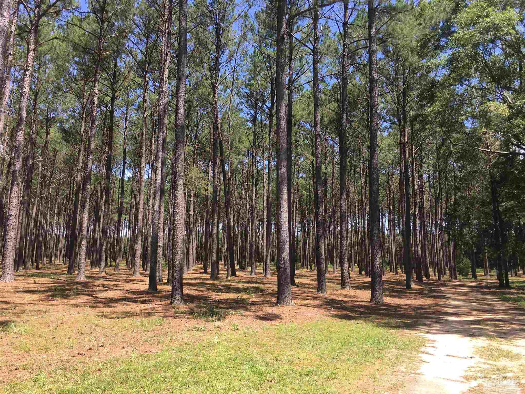 7007 Cassidy Road McDavid, FL 32568 - Photo 11 of 22