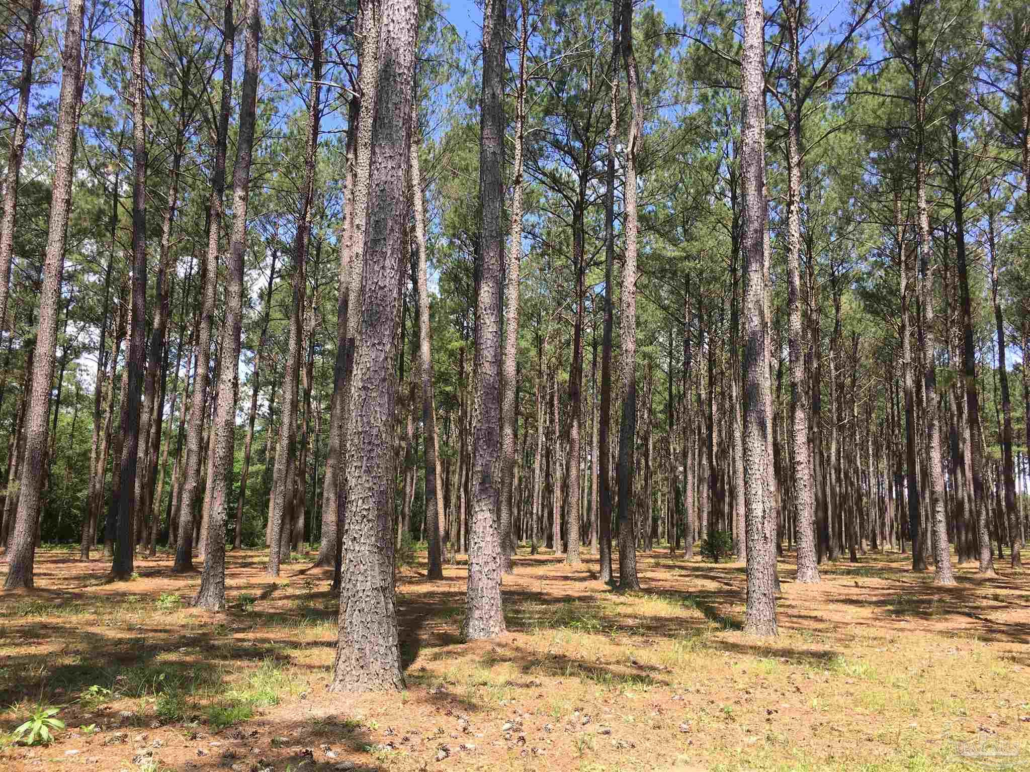 7007 Cassidy Road McDavid, FL 32568 - Photo 12 of 22