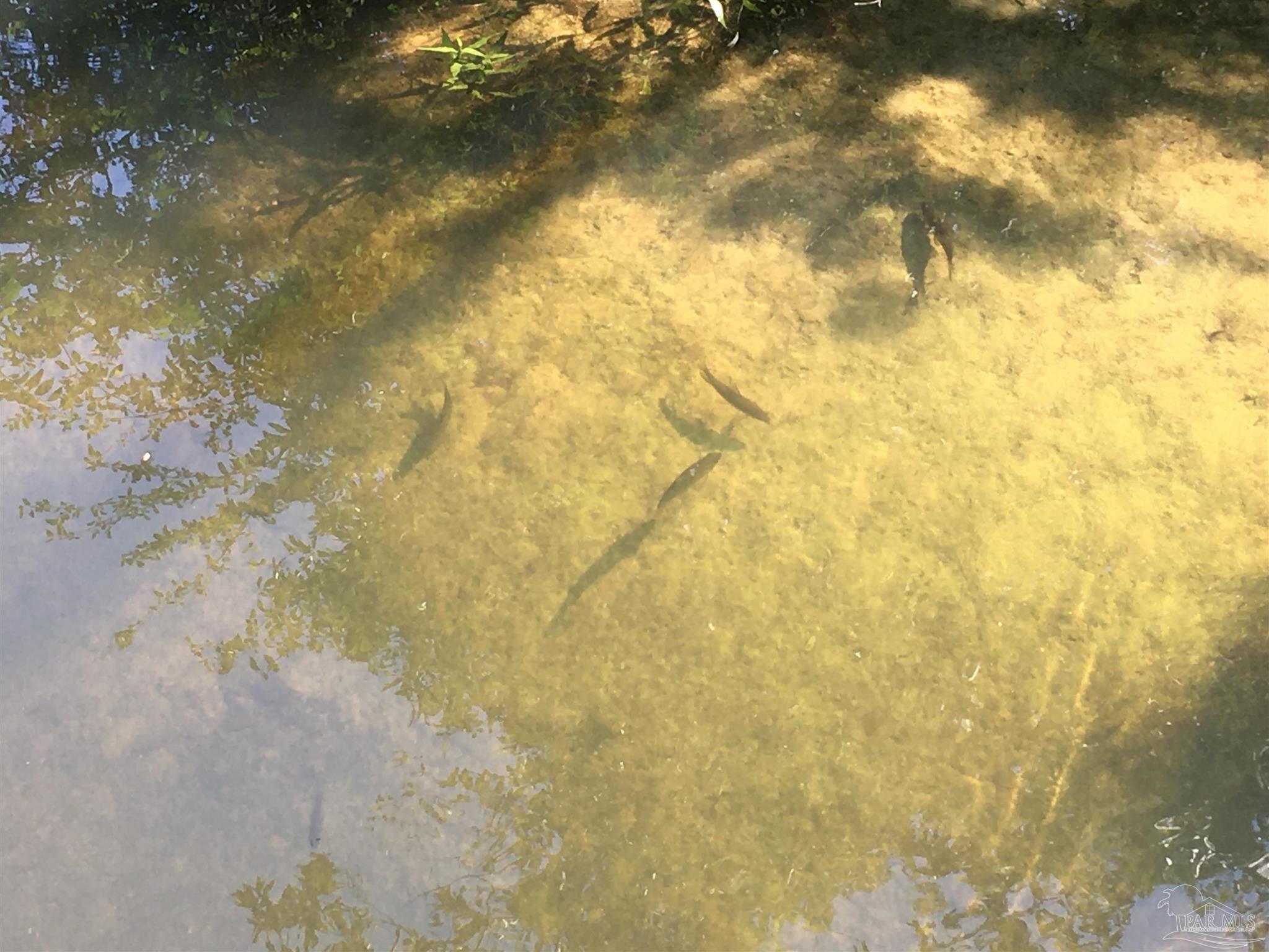 7007 Cassidy Road McDavid, FL 32568 - Photo 19 of 22 EVERYONE WANTS THEIR OWN SWIMMING SPOT TO COOL OFF