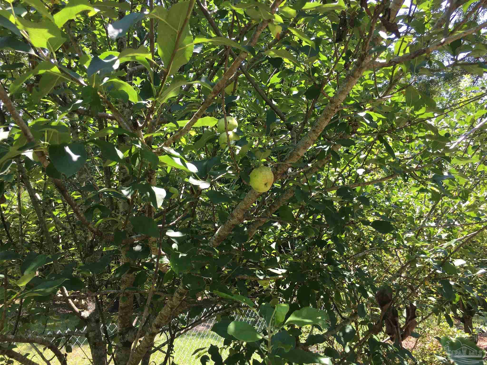 7007 Cassidy Road McDavid, FL 32568 - Photo 21 of 22 APPLE TREE