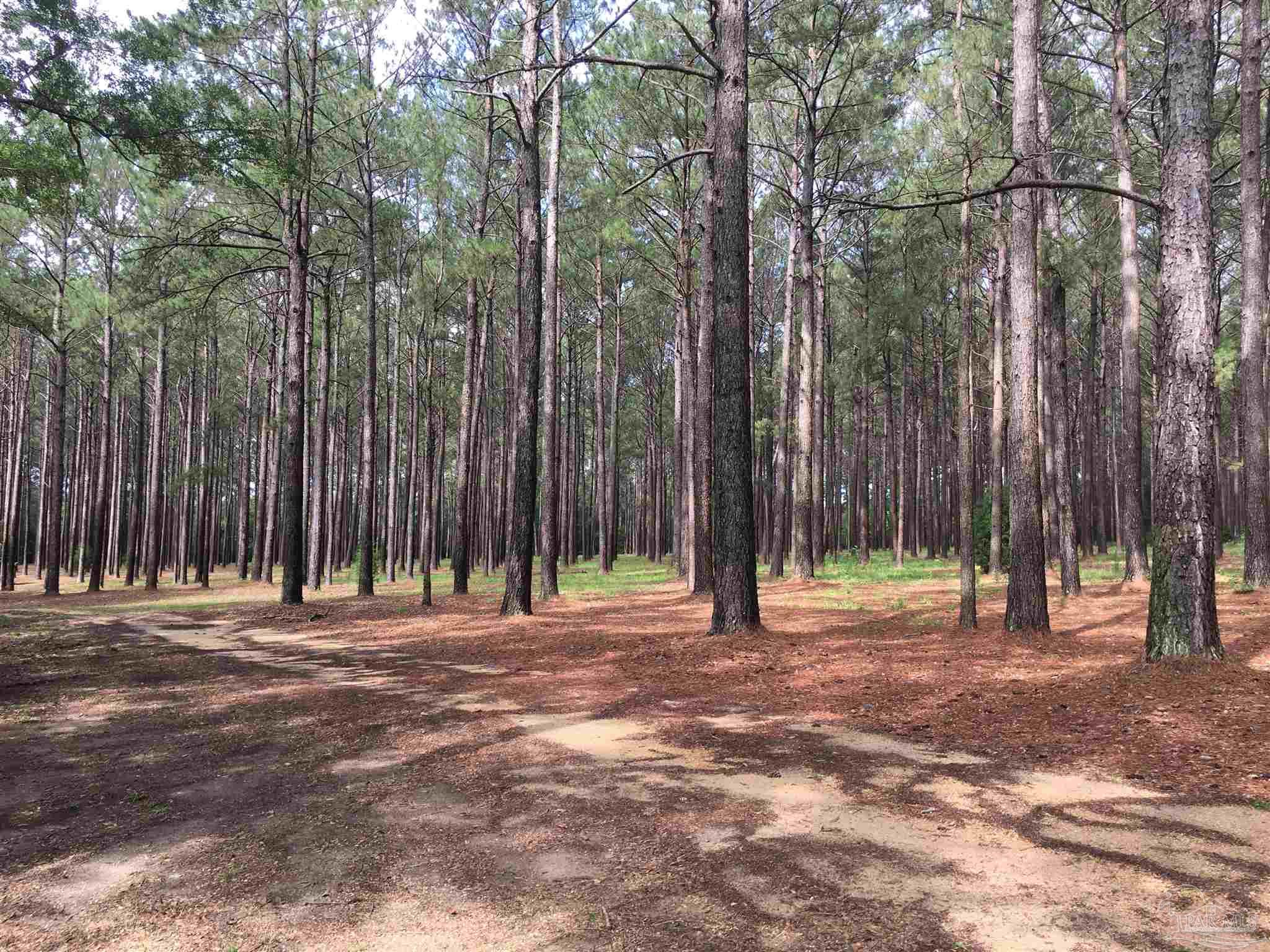 7007 Cassidy Road McDavid, FL 32568 - Photo 10 of 22 12 AC OF 35 YEAR OLD PLANTED LOBLOLLY AT ENTRANCE