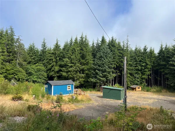 a view of a yard with plants and large trees
