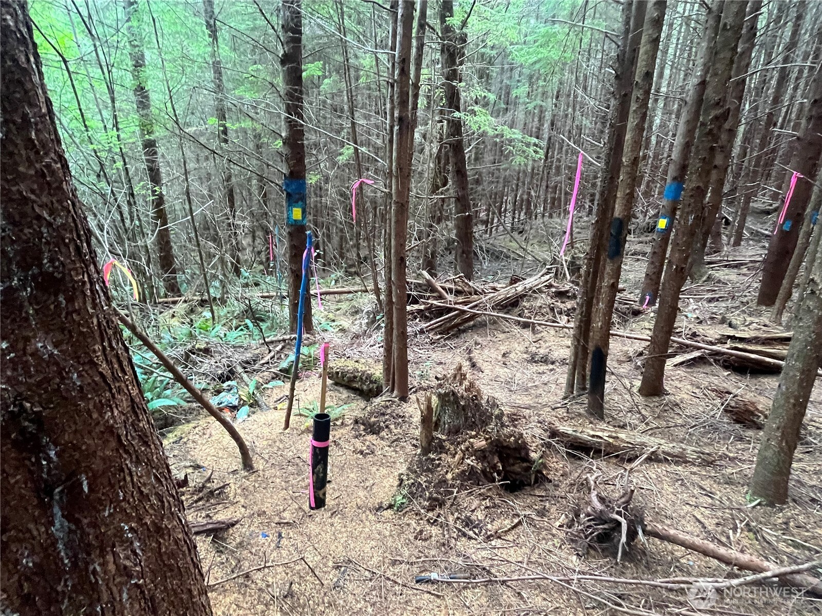 282 Copalis Beach Road Copalis Beach, WA 98535 - Photo 21 of 29 a view of a tree in a yard
