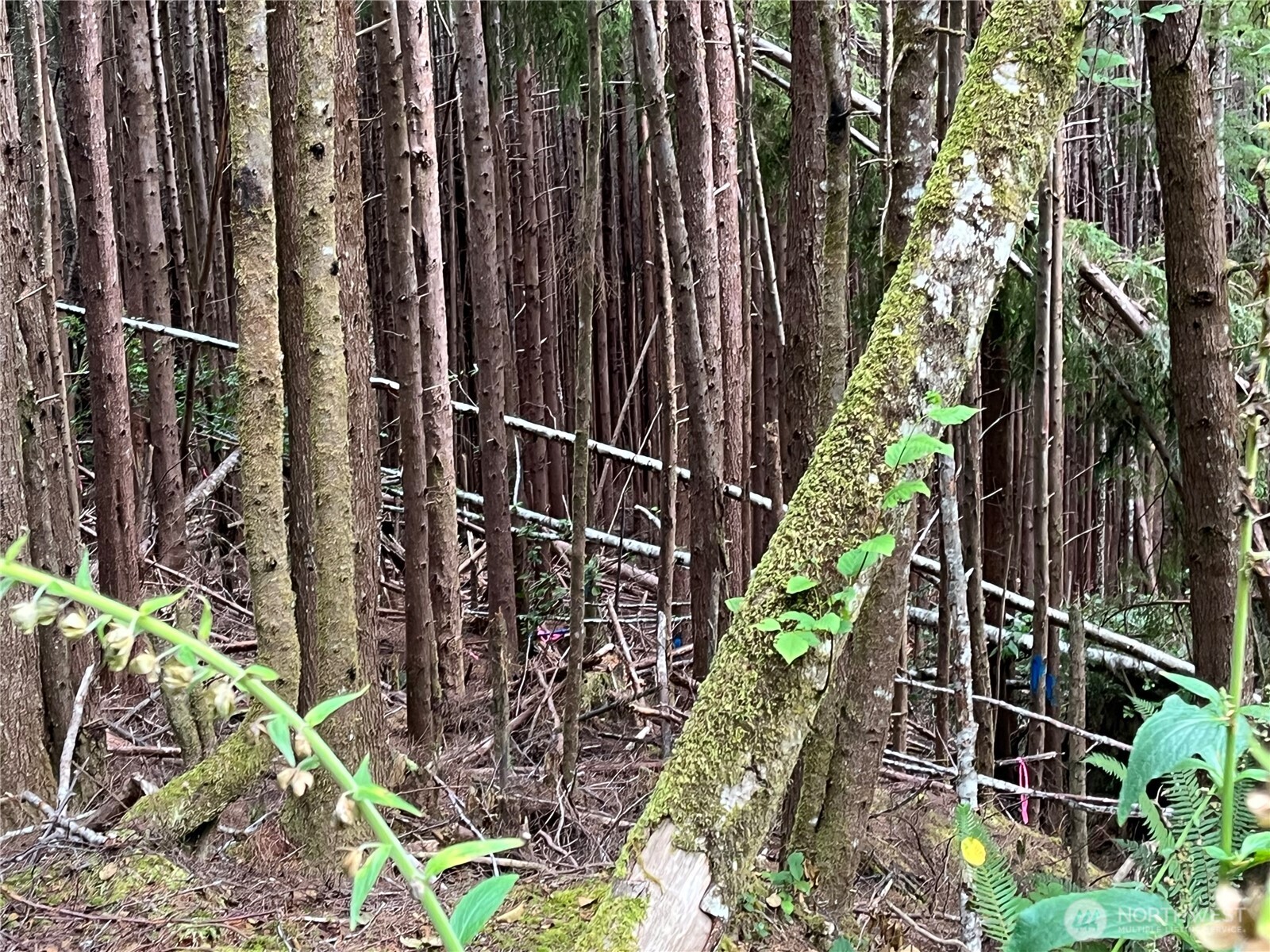 282 Copalis Beach Road Copalis Beach, WA 98535 - Photo 25 of 29 a view of outdoor space with garden
