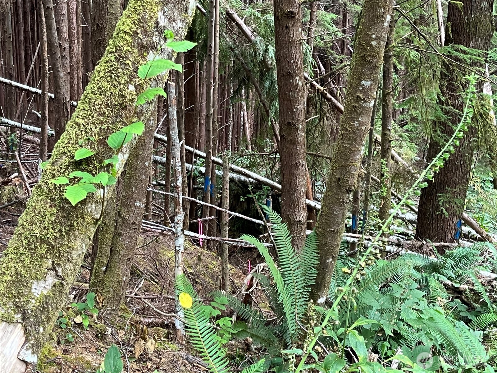 282 Copalis Beach Road Copalis Beach, WA 98535 - Photo 26 of 29 a bird view of location