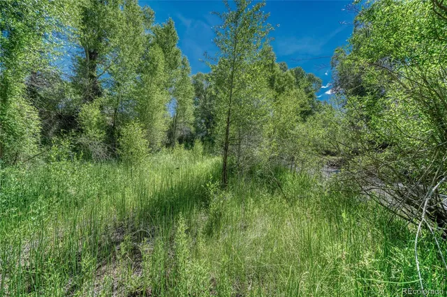 a view of a lush green space